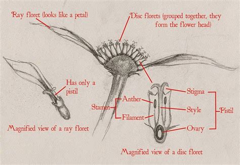 It consists of an ovary, a style and a stigma. Red and the Peanut: Hummingbirds and sunflowers...