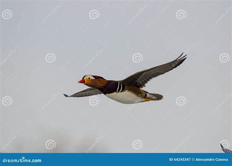 Male Mandarin Duck In Flight Stock Image Image Of Avian Water 64245347