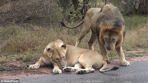 Lioness Bats Away Lusty Mate After He Bites Her In The Rear To Get Her