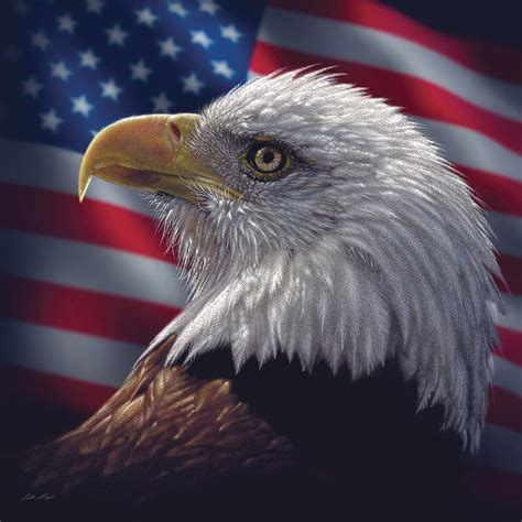 American Bald Eagle Image Conscious