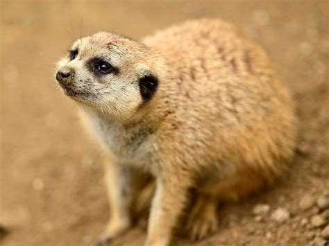 Meerkat At The San Diego Zoo Photos Of The Day