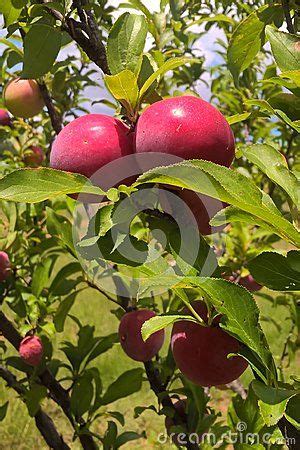We did not find results for: 47 best Oklahoma Fruit Trees images on Pinterest | Fruit ...