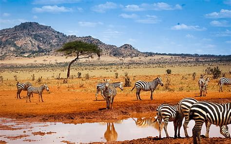 African Safari Wallpaper