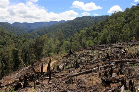Gawat! 24 Juta Hektare Hutan Indonesia Kritis, Apa yang Harus Dilakukan