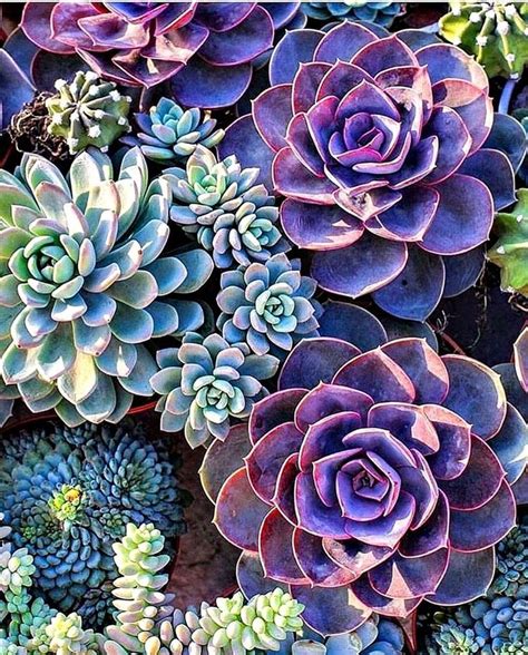 Many Different Types Of Succulents Are Growing In The Ground Together