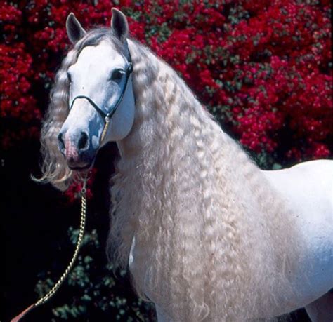 Horse White Friesian Stallion Spunky Andalusian Andalusian Grey