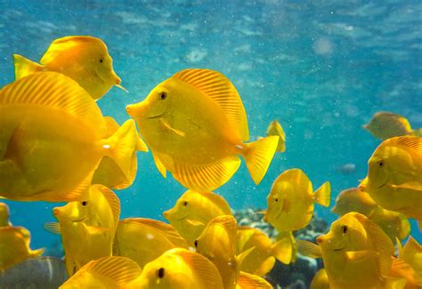 Breaking News Hawaiis Aquarium Fishery Suffers Another Setback