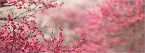 Sakura Cherry Blossom Facebook Timeline Cover Facebook Covers Myfbcovers