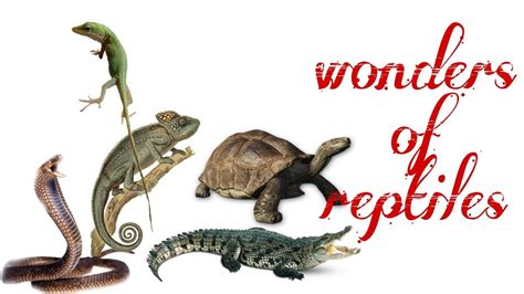 Trailer Of Reptiles And Their Wonder Youtube