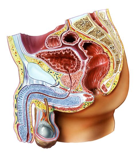 Bladder Cancer Linked to HER2 Breast Cancer Gene - Renal ...