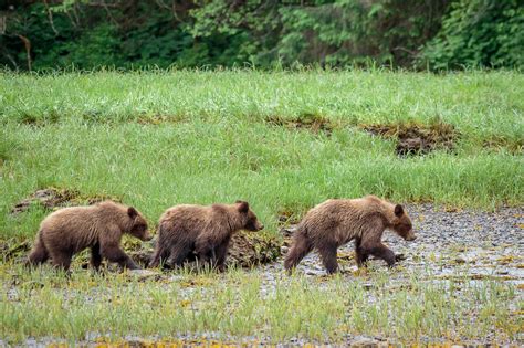 Learning To Clam Grizzly Bear Cubs In Khutzeymateen British Columbia