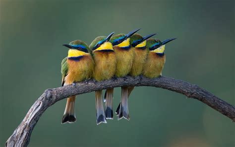 Bee Eaters Cute Bird Pasare Branch Hd Wallpaper Peakpx