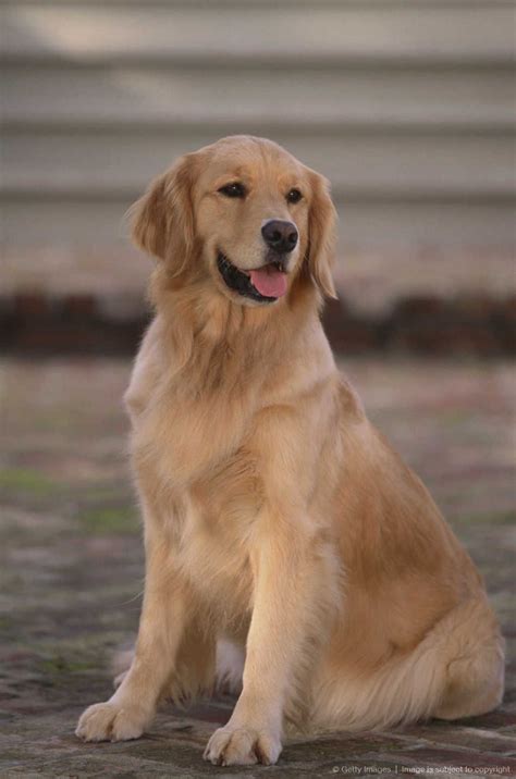 The 25 Best Golden Retrievers Ideas On Pinterest Dogs Dogs And
