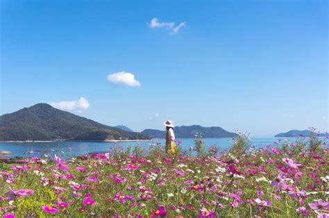 Send flowers to japan review. Autumn Photogenic Spot! Nice View Of Cosmos & Seto Inland ...