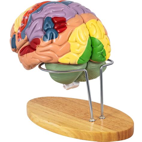 Human Brain Anatomy 3d