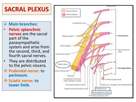 Ppt Sacral Plexus Femoral Sciatic Nerves Powerpoint Presentation