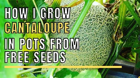 Within 6 days a lush ring of seedlings burst forth from the potting mix with no special treatment of the seeds,. Growing Cantaloupe in Pots From Free Seeds # ...