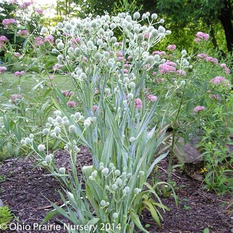 It is extremely cold hardy and drought tolerant and has been used in shelterbelts and conservation plantings in nebraska where little else will grow. Eryngium yuccifolium - Rattlesnake Master | Wildflower ...