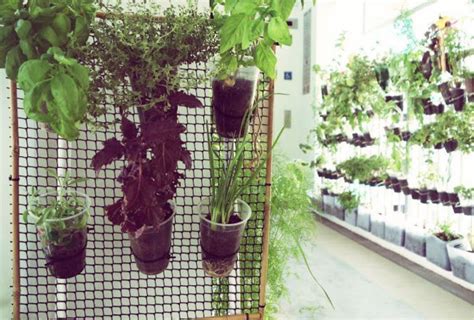 Vertical Gardening For Hdbs Overcoming The Challenge Of Space