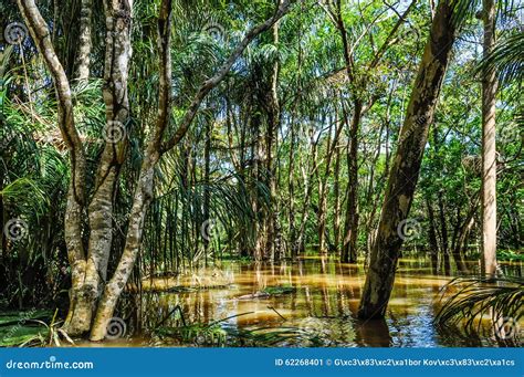 Flooded Trees In The Amazon Rainforest Brazil Stock Image Image Of