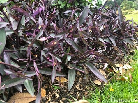 Purple Heart Plant Tradescantia Pallida Grow And Care Tips Florgeous