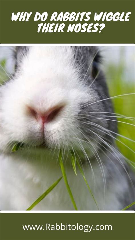 Why Do Rabbits Wiggle Their Noses Secret Revealed Artofit