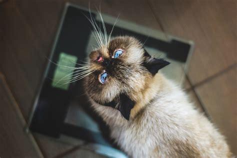 To feed a malnourished cat you should find a meat food with a high protein content and you have to ensure that carbohydrates such as wheat and corn, aren't one of the main ingredients. How to Put Weight on a Cat in Just a Few Weeks