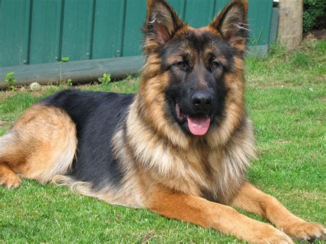 Are German Shepherds Long Or Short Haired