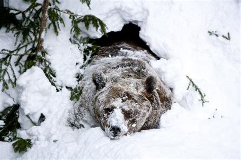 do bears hibernate polar bear black bear grizzly bear sex and torpor