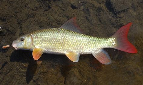 Ben Cantrells Fish Species Blog Illinois Weekend Blitz To 300
