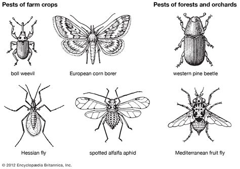 Insect Students Britannica Kids Homework Help