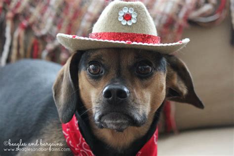 Diy Rhinestone Cowboy Hat For Dogs