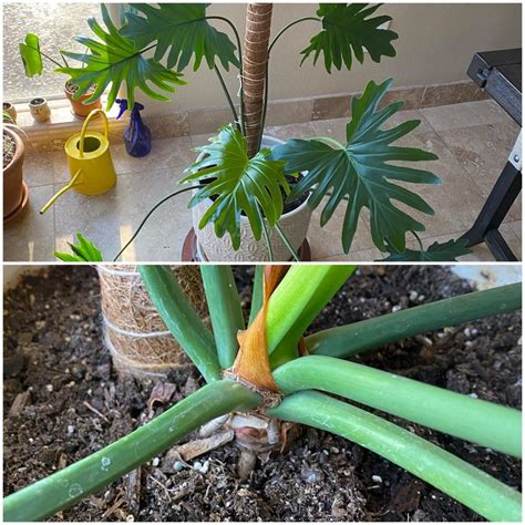 We did not find results for: Advice on taking stem cuttings on a Philodendron Selloum ...