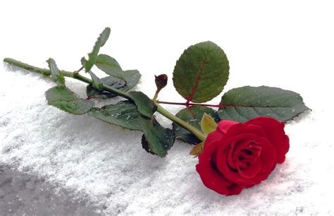 Lahir di haarlem, belanda, 26 september 2001; Gambar Setangkai Bunga Mawar Merah - Rose In Book Png ...