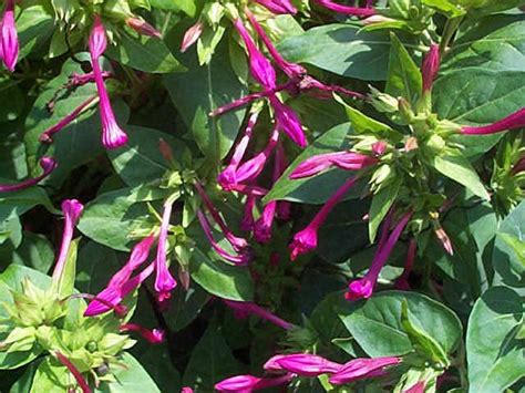 We did not find results for: Medicinal Plants of the Amazon Rainforest | Rainforest ...