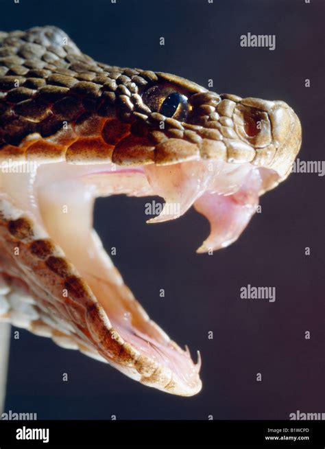 Vipere Mouth Immagini E Fotografie Stock Ad Alta Risoluzione Alamy