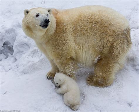 Polar Bear Cub Gets A Cuddle From Its Mother As It Makes Its Debut At