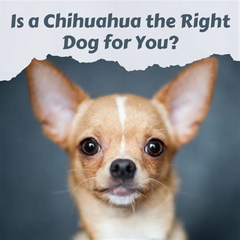 Chihuahua Information Is The Breed Right For You Pethelpful