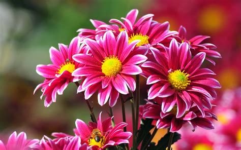 Las 15 Flores Más Bonitas Con Fotos ® Florespedia