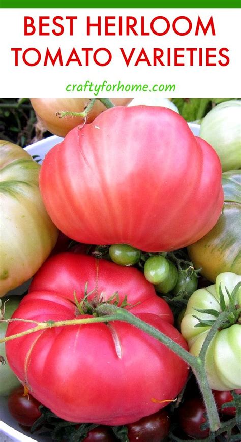 Best Heirloom Tomato Varieties For Your Garden Artofit