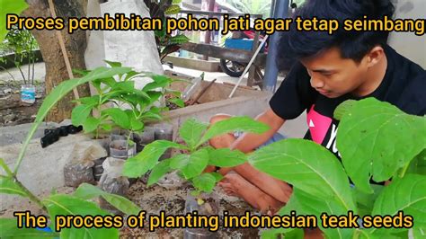 Proses Dan Cara Pembibitan Pohon Jati The Process Of Planting