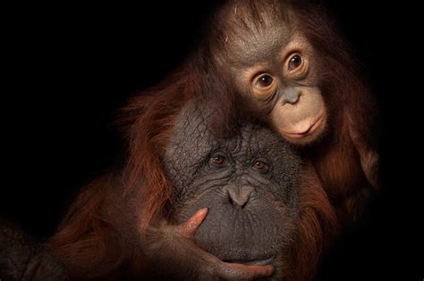 An invaluable tour for all animal lovers! Animal Mothers Remind Us a Lot of Our Own