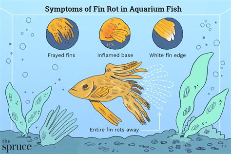 Fin Rot In Aquarium Fish