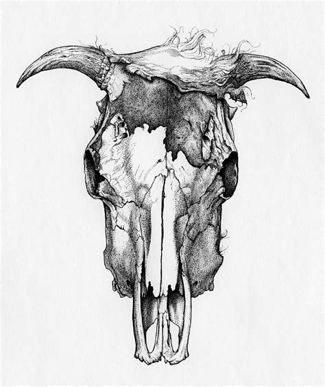 Cow Skull Drawing By Jimmy Maloney