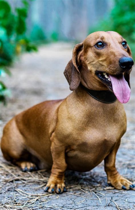 The Dachshund An Owners Guide Greencross Vets
