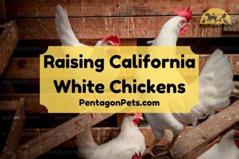 Raising California White Chickens How To Care Pentagon Pets
