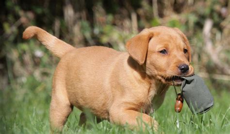 Your puppy will soon grow out of his little crate and you will need a full sized labrador crate for the rest of his first year of life and. Male Fox Red Labrador Puppy | Midhurst, West Sussex ...