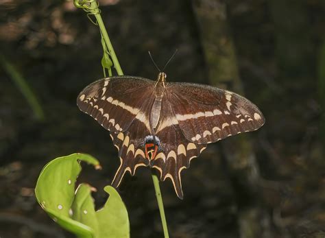 Schaus S Swallowtail Papilio Aristodemus Ponceanus Femal Flickr