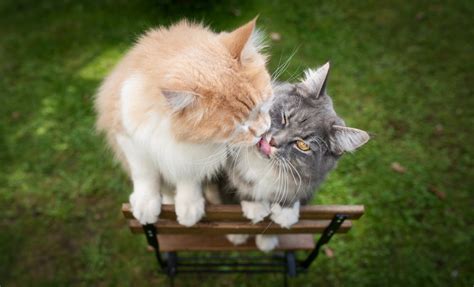 Why Do Cats Lick Each Other Best Explanations Of Allogrooming