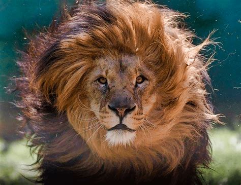 The Lion And His Beautiful Hair Raww